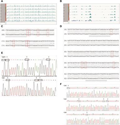 DNA methylation patterns in the peripheral blood of Xinjiang brown cattle with variable somatic cell counts